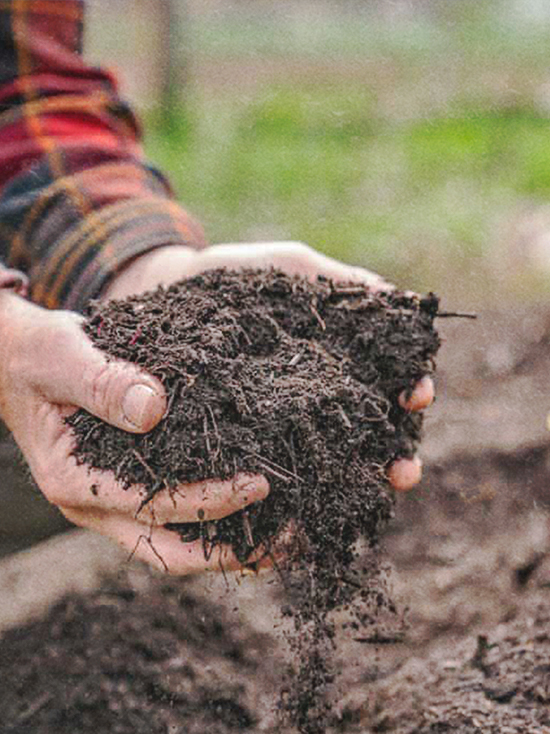 18-day compost