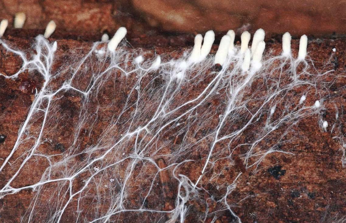 Mycorrhizal Network