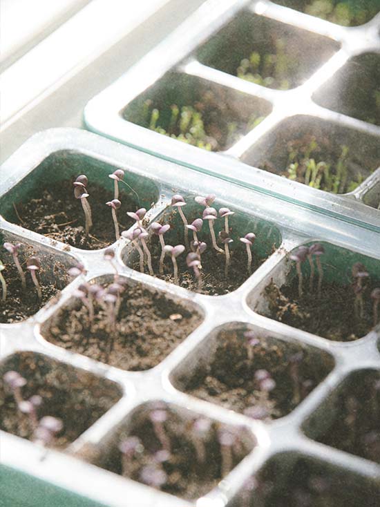 indoor gardening