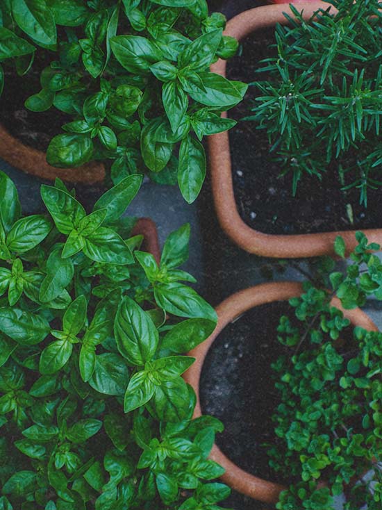 indoor gardening