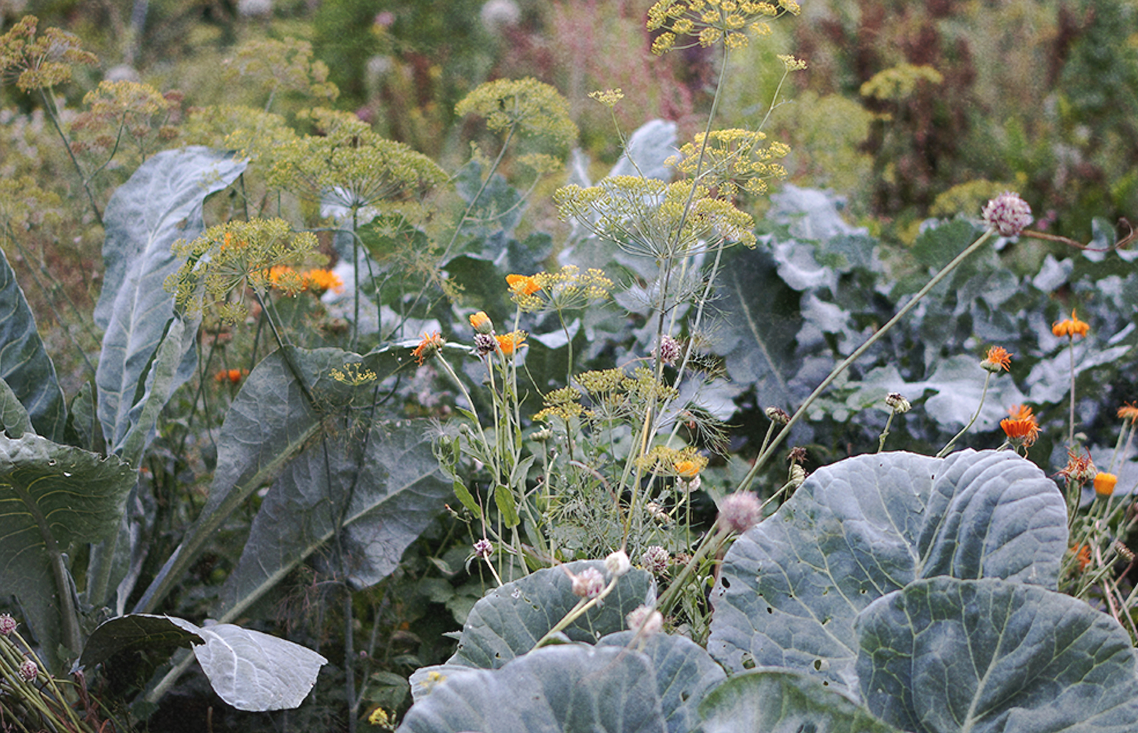 you are what you eat