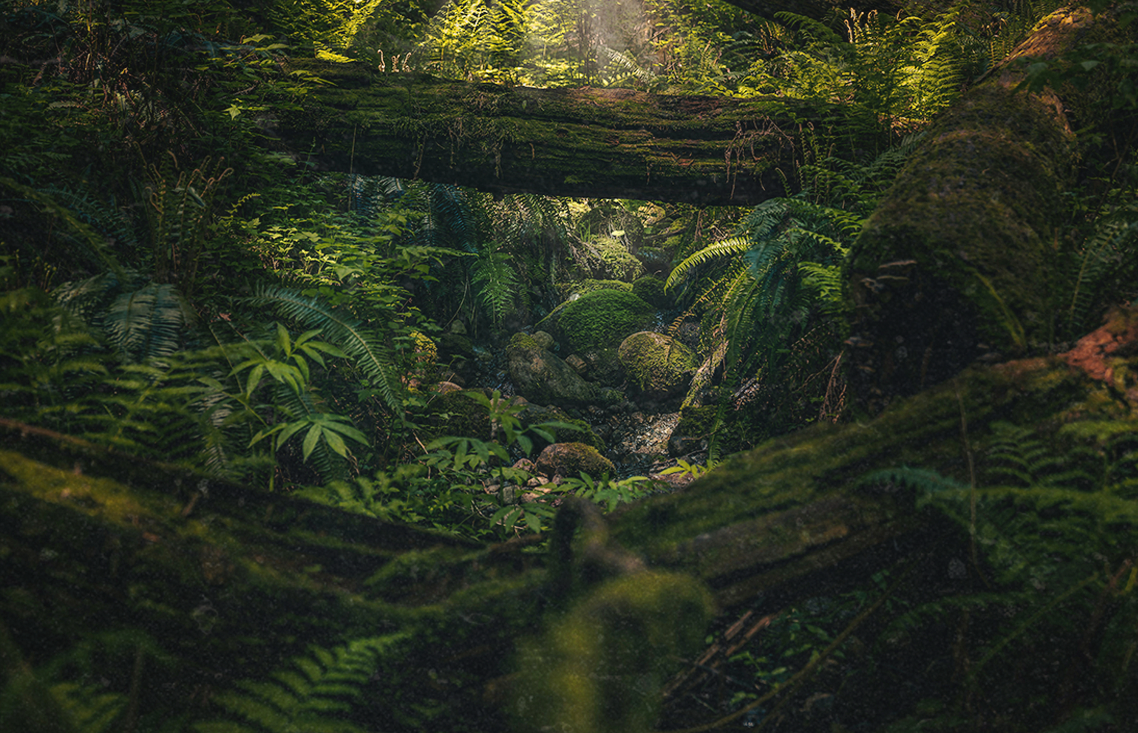 nature as a regulator